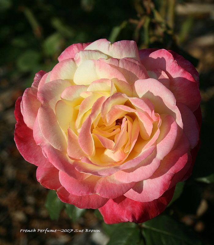 Photo of Rose (Rosa 'French Perfume') uploaded by Calif_Sue