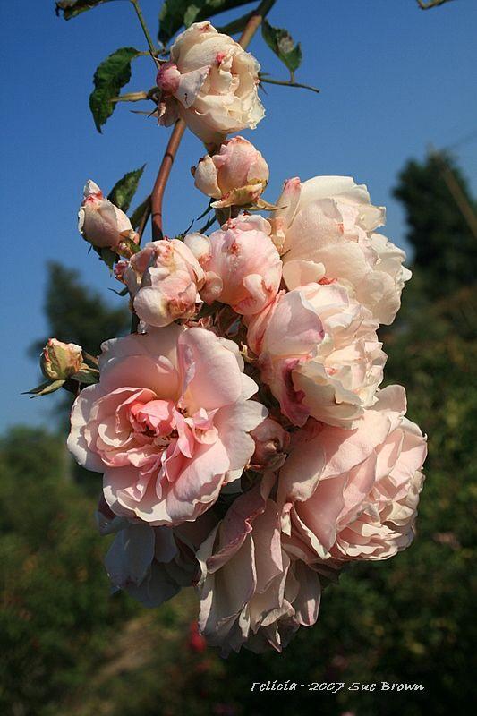 Photo of Hybrid Musk Rose (Rosa 'Felicia') uploaded by Calif_Sue