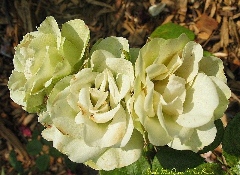 Photo of Rose (Rosa 'Sheila MacQueen') uploaded by Calif_Sue
