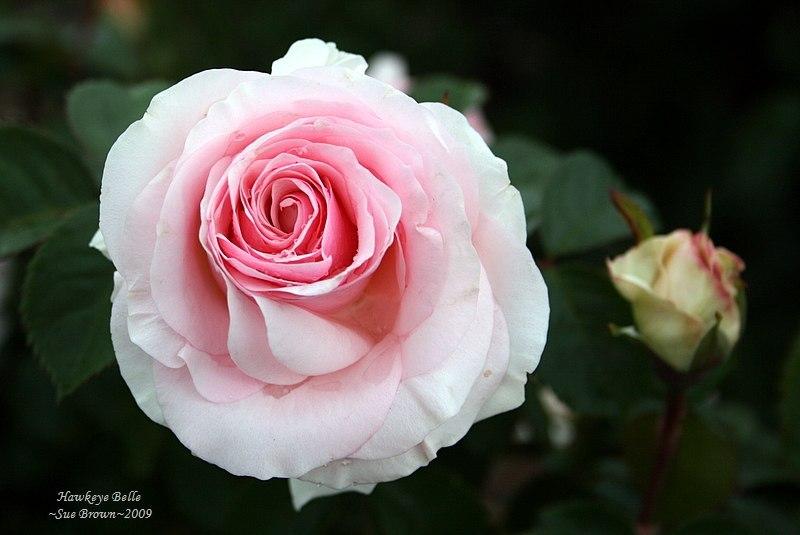 Photo of Rose (Rosa 'Hawkeye Belle') uploaded by Calif_Sue