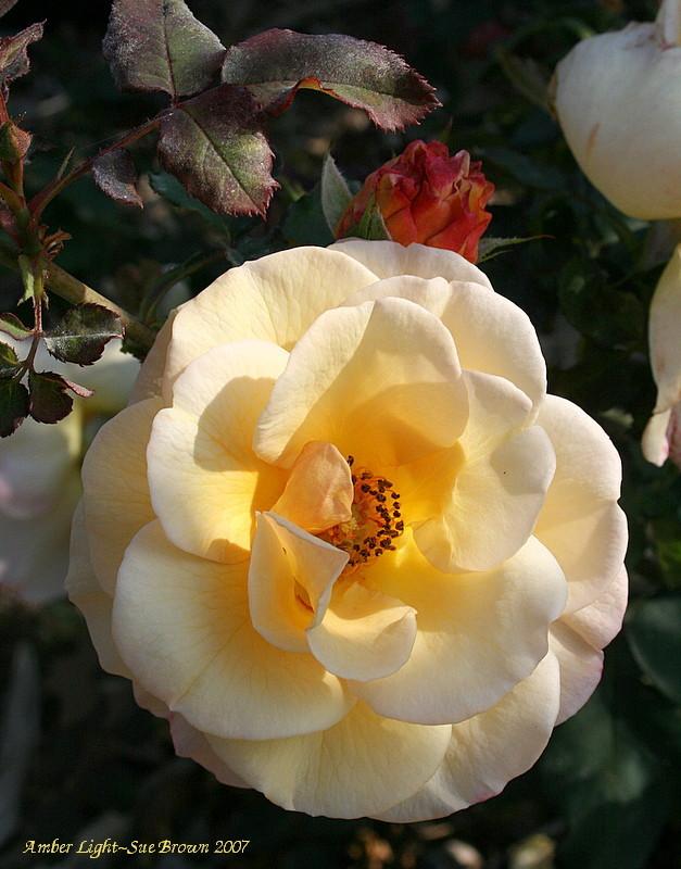 Photo of Rose (Rosa 'Amberlight') uploaded by Calif_Sue