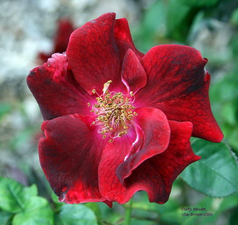 Photo of Rose (Rosa 'Dusky Maiden') uploaded by Calif_Sue