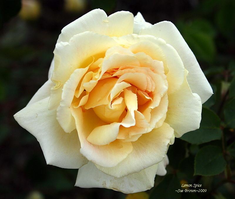 Photo of Rose (Rosa 'Lemon Spice') uploaded by Calif_Sue
