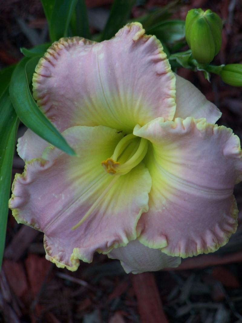 Photo of Daylily (Hemerocallis 'South Pacific') uploaded by mattsmom