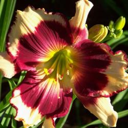
Everyone that sees it, loves this daylily.