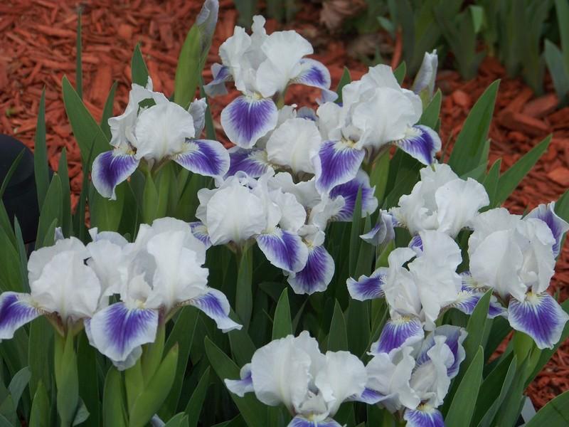 Photo of Standard Dwarf Bearded Iris (Iris 'Boo') uploaded by mattsmom