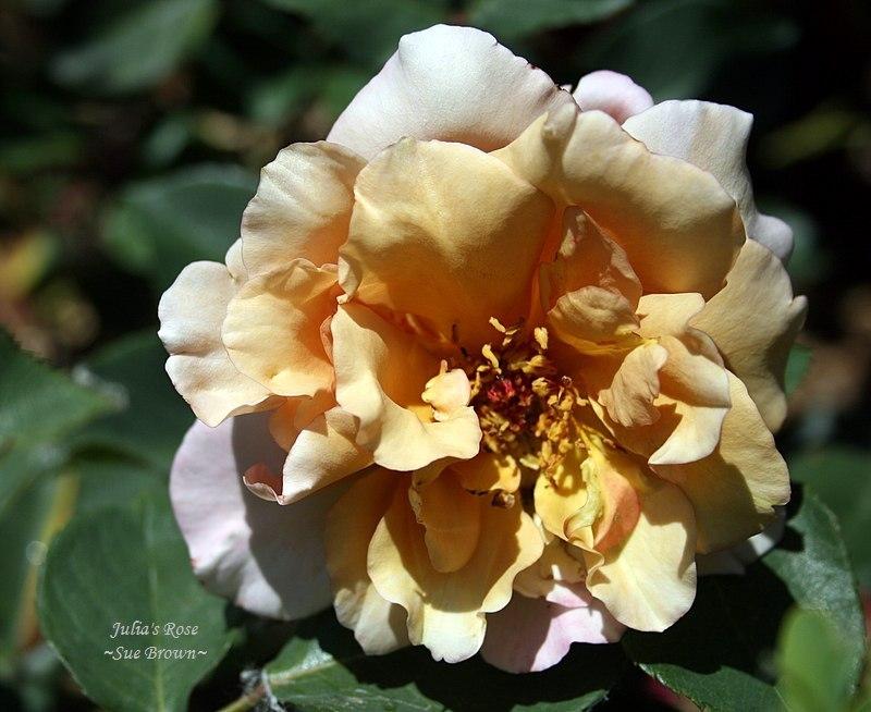 Photo of Rose (Rosa 'Julia's Rose') uploaded by Calif_Sue