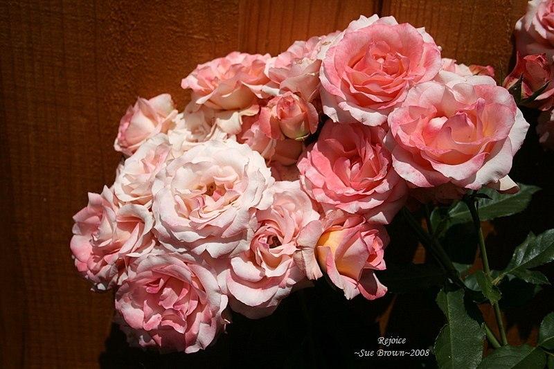 Photo of Rose (Rosa 'Rejoice') uploaded by Calif_Sue