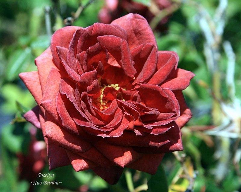 Photo of Rose (Rosa 'Jocelyn') uploaded by Calif_Sue