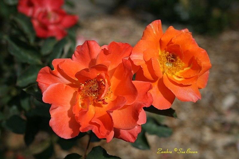 Photo of Rose (Rosa 'Zambra') uploaded by Calif_Sue