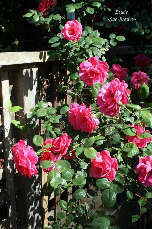Photo of Rose (Rosa 'Etude') uploaded by Calif_Sue