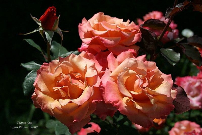 Photo of Rose (Rosa 'Tuscan Sun') uploaded by Calif_Sue