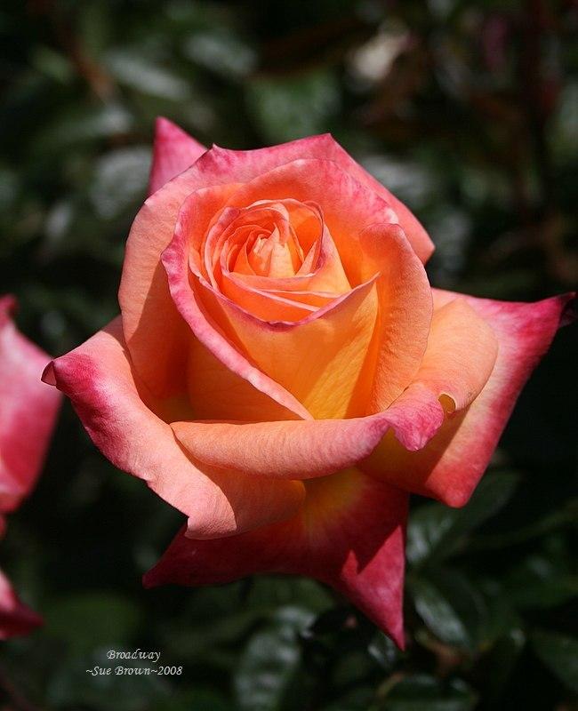 Photo of Rose (Rosa 'Broadway') uploaded by Calif_Sue