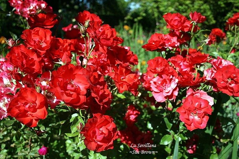 Photo of Rose (Rosa 'La Sevillana') uploaded by Calif_Sue