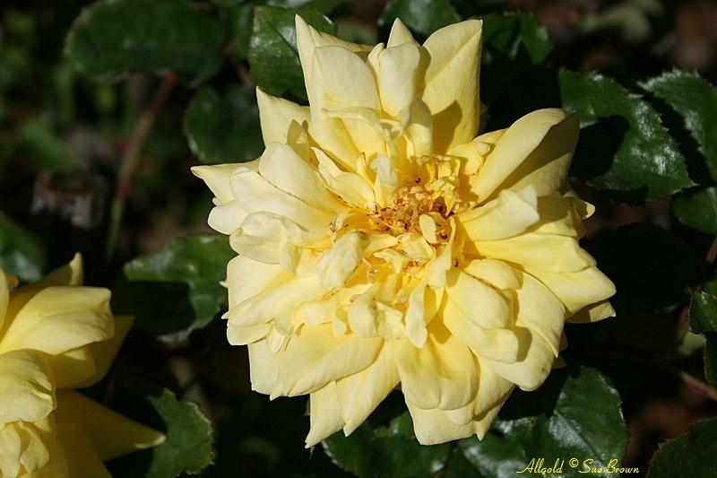 Photo of Rose (Rosa 'Allgold') uploaded by Calif_Sue
