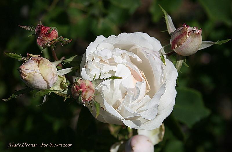 Photo of Rose (Rosa 'Marie Dermar') uploaded by Calif_Sue