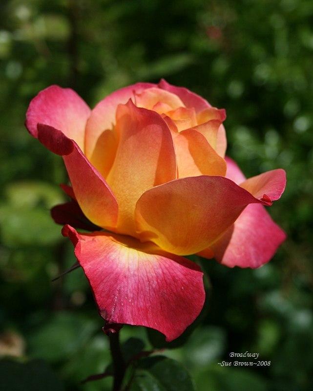 Photo of Rose (Rosa 'Broadway') uploaded by Calif_Sue