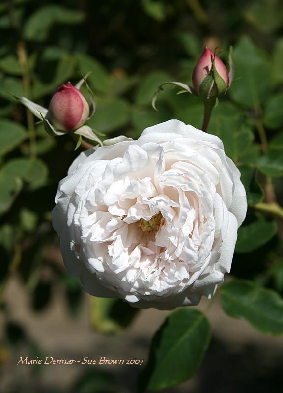 Photo of Rose (Rosa 'Marie Dermar') uploaded by Calif_Sue