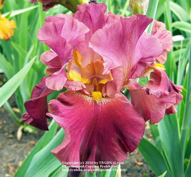 Photo of Tall Bearded Iris (Iris 'Rip City') uploaded by TBGDN