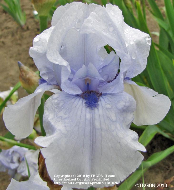 Photo of Border Bearded Iris (Iris 'Blackbeard') uploaded by TBGDN