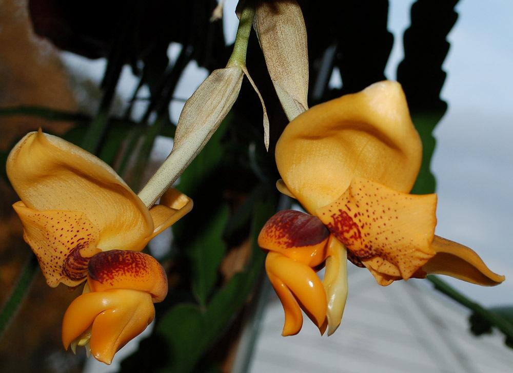 Photo of Orchid (Stanhopea connata) uploaded by Ursula