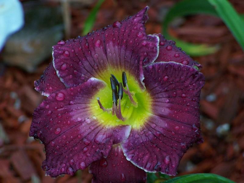 Photo of Daylily (Hemerocallis 'The King is Coming') uploaded by mattsmom