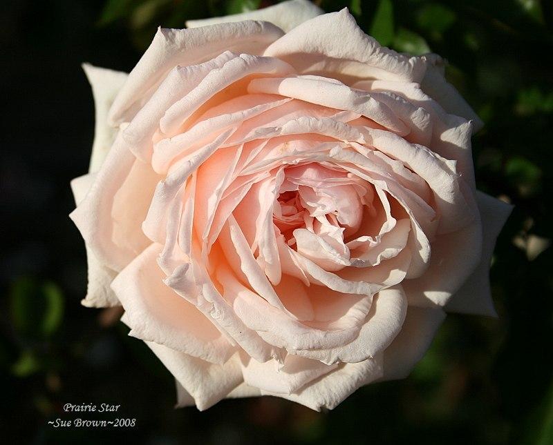 Photo of Rose (Rosa 'Prairie Star') uploaded by Calif_Sue