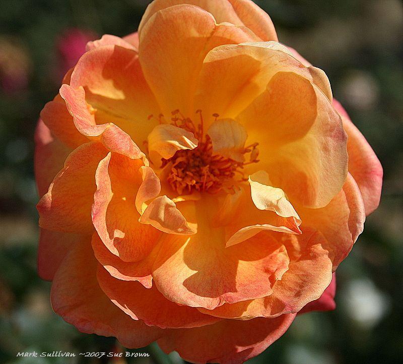 Photo of Rose (Rosa 'Mark Sullivan') uploaded by Calif_Sue