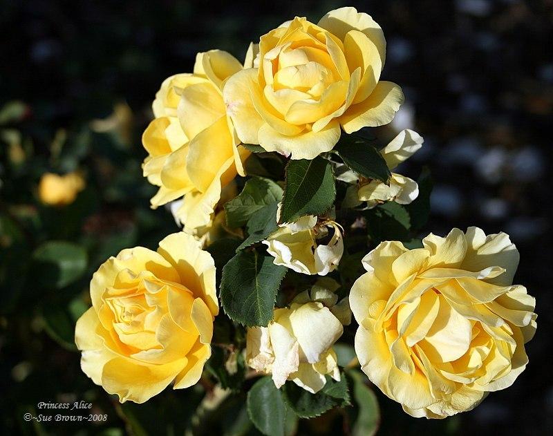 Photo of Rose (Rosa 'Princess Alice') uploaded by Calif_Sue