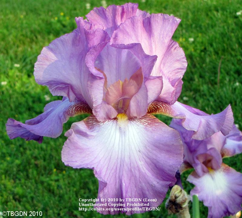 Photo of Tall Bearded Iris (Iris 'Lorilee') uploaded by TBGDN