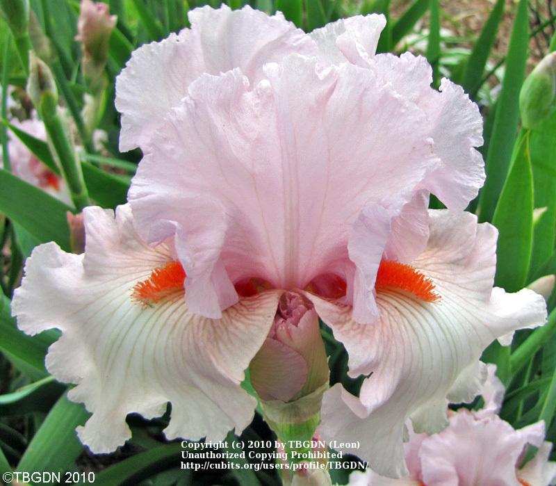Photo of Tall Bearded Iris (Iris 'Vanity's Child') uploaded by TBGDN
