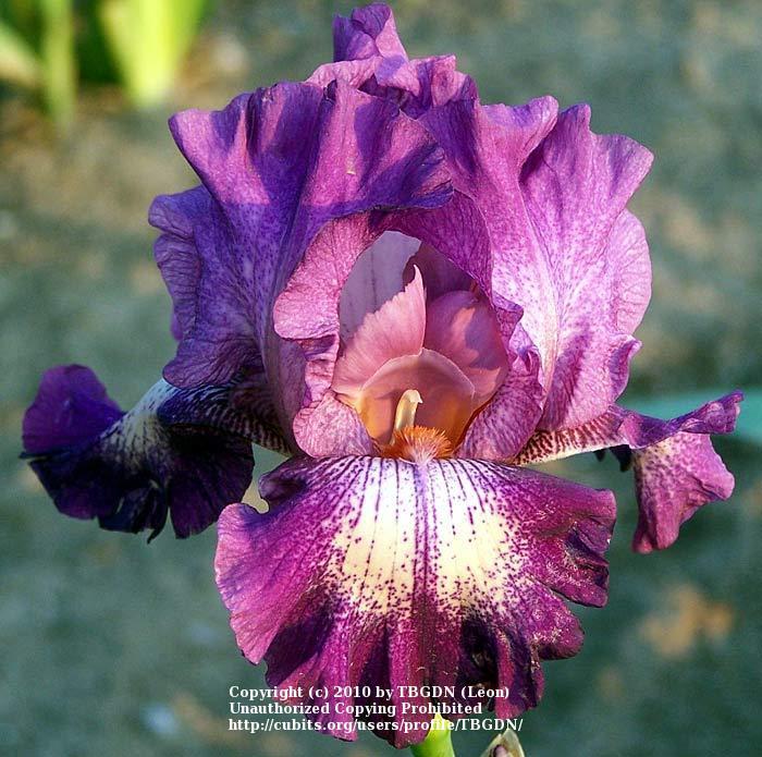 Photo of Tall Bearded Iris (Iris 'Wonderful World') uploaded by TBGDN