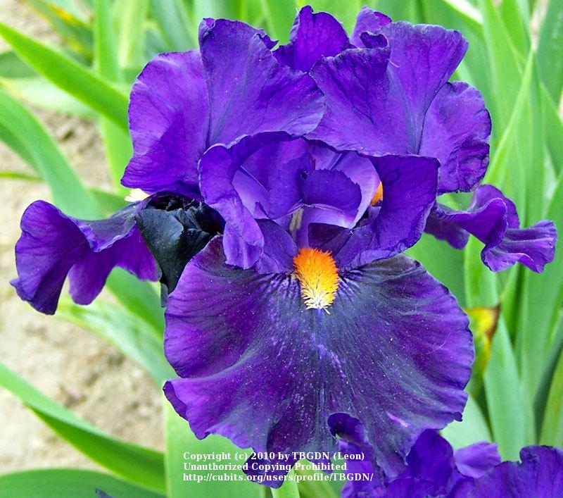 Photo of Tall Bearded Iris (Iris 'Tom Johnson') uploaded by TBGDN