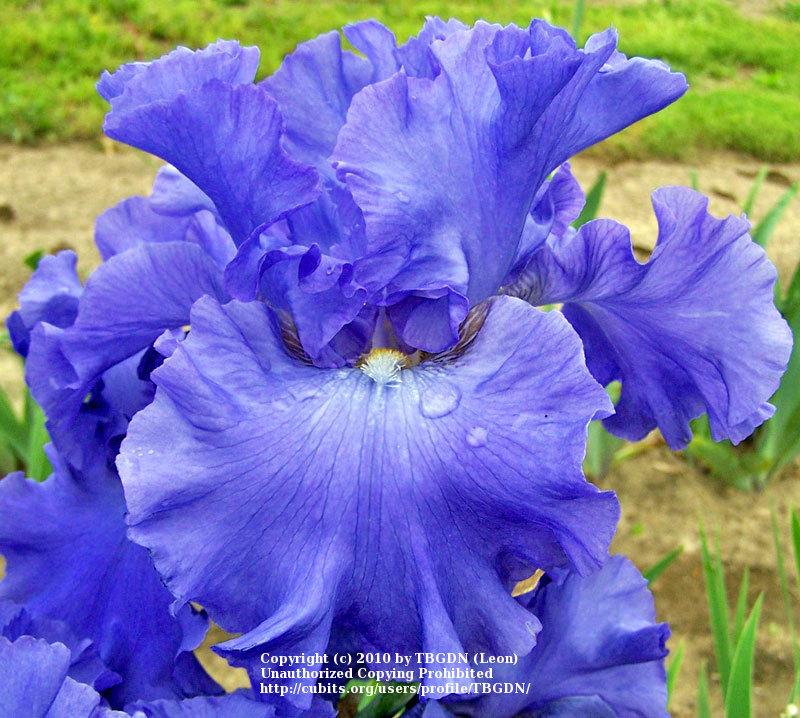 Photo of Tall Bearded Iris (Iris 'Yaquina Blue') uploaded by TBGDN