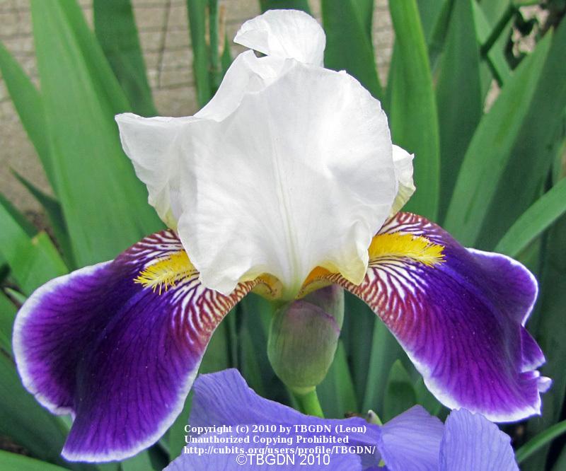 Photo of Tall Bearded Iris (Iris 'Wabash') uploaded by TBGDN