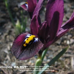 
Iris reticulata  D.S. DIJT