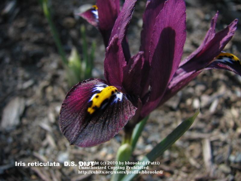 Photo of Reticulated Iris (Iris reticulata 'J. S. Dijt') uploaded by bbrookrd
