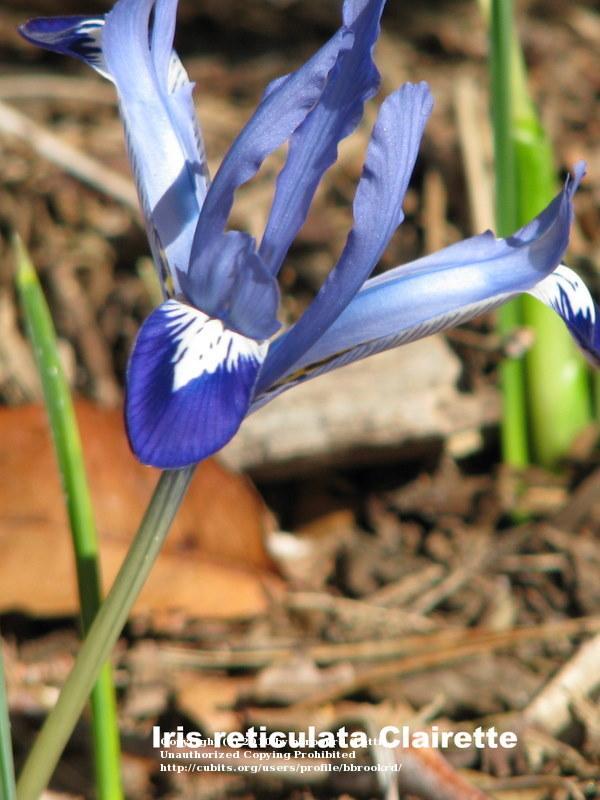 Photo of Reticulated Iris (Iris reticulata 'Clairette.') uploaded by bbrookrd