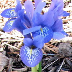 
Iris reticulata histrioides Lady Beatrice Stanley