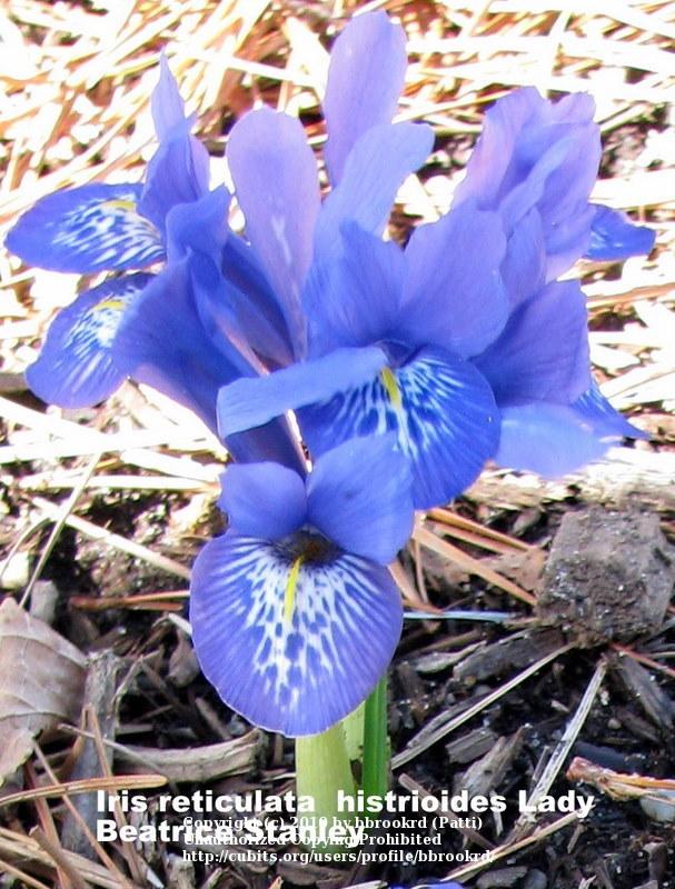 Photo of Reticulated Iris (Iris 'Lady Beatrix Stanley') uploaded by bbrookrd