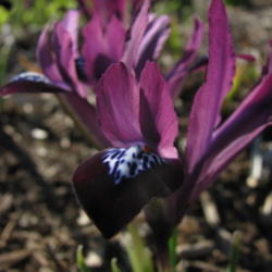 
Iris reticulata Purple Gem