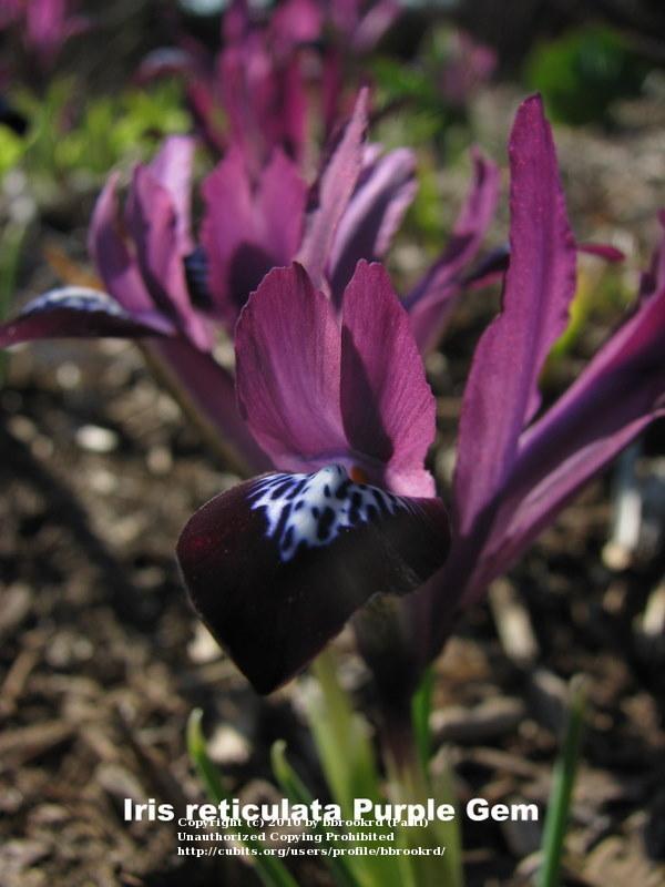 Photo of Reticulated Iris (Iris reticulata 'Purple Gem') uploaded by bbrookrd