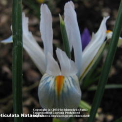 
Iris reticulata Natascha