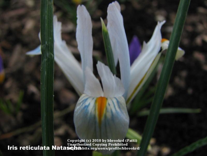 Photo of Reticulated Iris (Iris reticulata 'Natascha') uploaded by bbrookrd