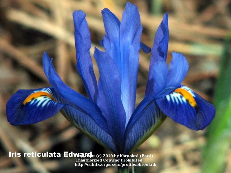 Photo of Reticulated Iris (Iris reticulata 'Edward') uploaded by bbrookrd