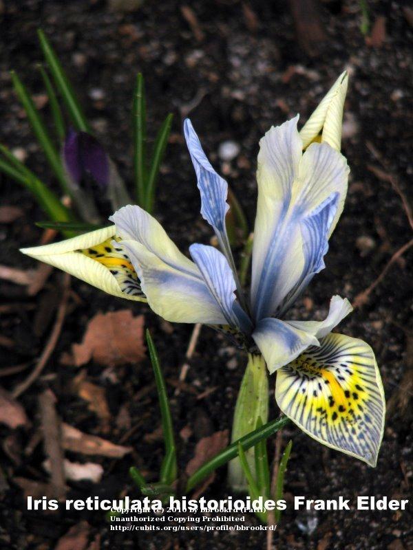 Photo of Reticulated Iris (Iris 'Frank Elder') uploaded by bbrookrd
