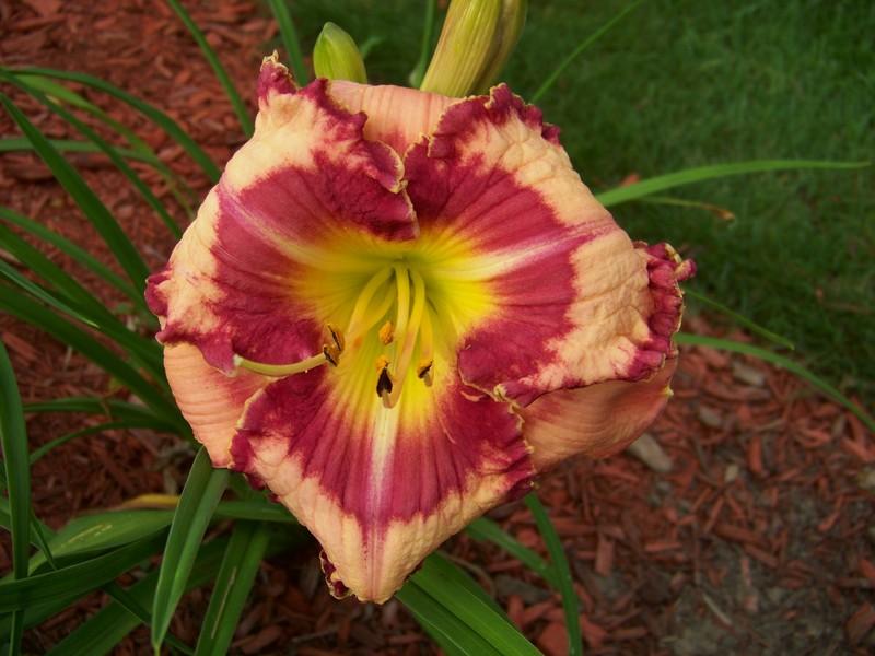 Photo of Daylily (Hemerocallis 'Believe in Miracles') uploaded by mattsmom