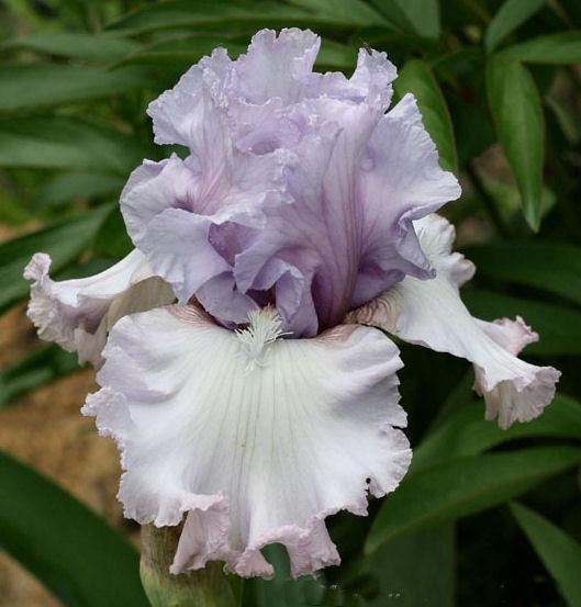 Photo of Tall Bearded Iris (Iris 'Dearie') uploaded by MShadow
