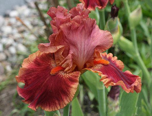 Photo of Tall Bearded Iris (Iris 'Drinks at Sunset') uploaded by MShadow