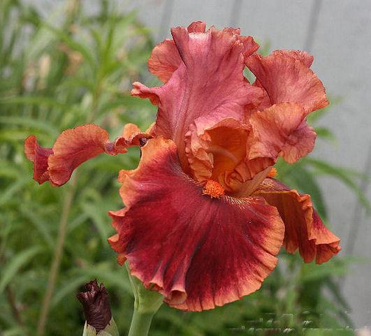 Photo of Tall Bearded Iris (Iris 'Drinks at Sunset') uploaded by MShadow